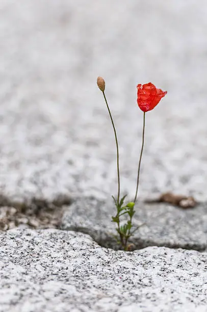 red poppy flower growing out of the gap of a cobblestone plaster