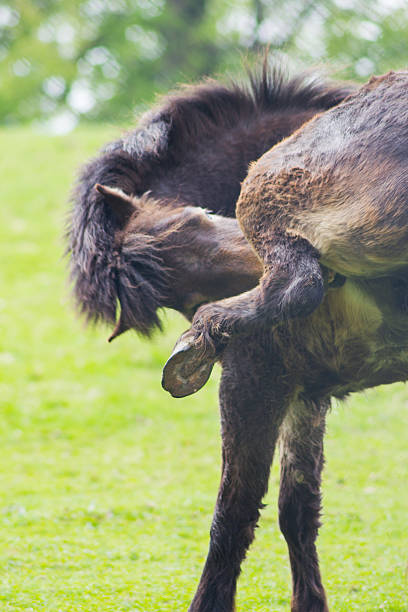 istock Exmoor Pony in pasture 507422316