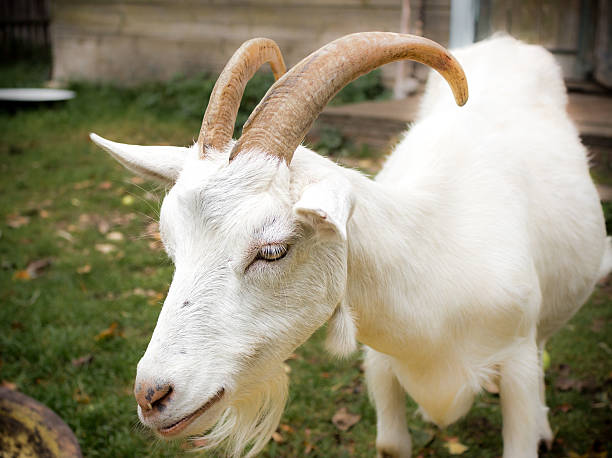 istock Adult white goat 507422936