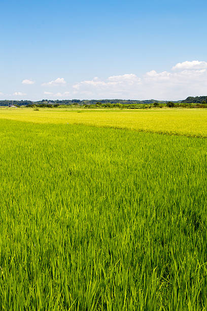 istock Lush green rice field 507423380
