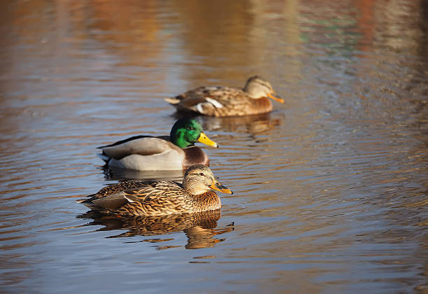 istock Duck on the river in the fall 507423484
