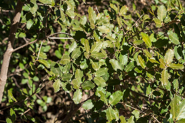 istock Gall Oak, Quercus faginea 507423488