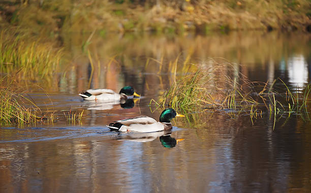 istock Duck on the river in the fall 507423532