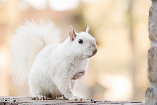 White squirrel with the genetic trait called leucism. This is a male squirrel and he is at least three years old. This squirrel lives in Columbus, Georgia USA.
