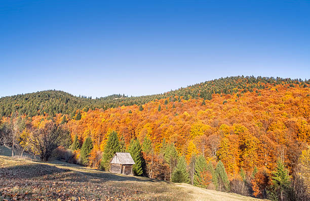 istock Autumn beech forest,countryside landscape 507424142