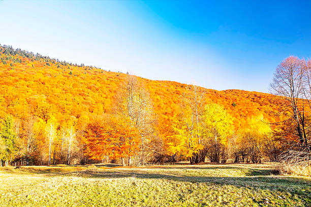istock Autumn colorful trees forest , countryside landscape 507424478