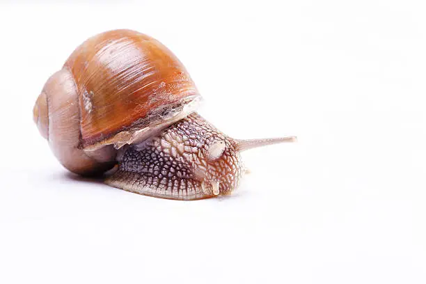 Photo of Garden snail isolated on white background