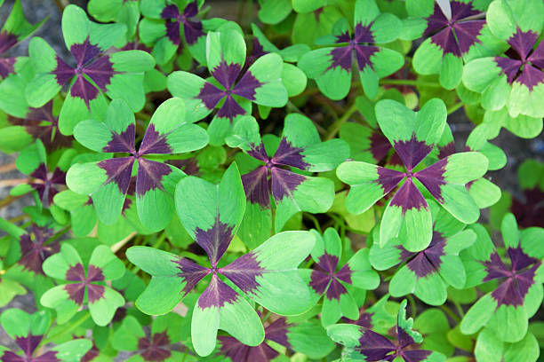 Leaves of the Oxalis Deppei plant in summer UK Leaves of the Oxalis Deppei plant, which is also known as the Oxalis Tetraphylla, in summer UK wood sorrel stock pictures, royalty-free photos & images