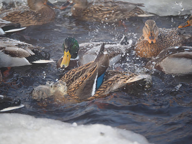 istock Duck on the river in winter 507425790