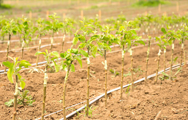 kindergarten apfelbaum - homegrown produce environment green forest stock-fotos und bilder