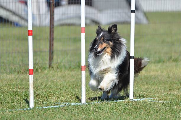 istock Shetland Sheepdog (Sheltie) at Dog Agility Trial 507427698