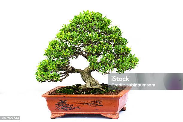Bonsai Pine Tree Against A White Wall Stock Photo - Download Image Now - Asia, Bonsai Tree, Botany