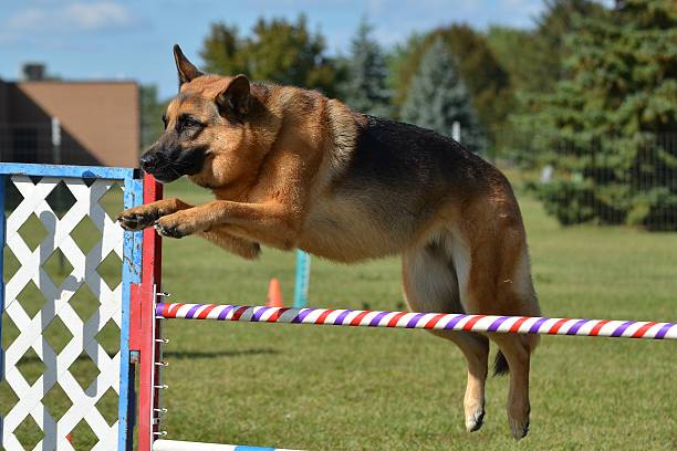 istock German Shepherd at a Dog Agility Trial 507427852