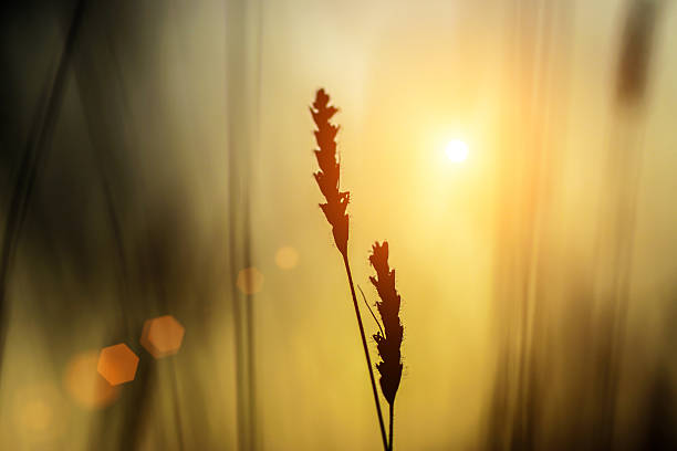 istock abstract grass background with sun beams 507427857