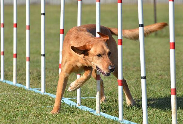 istock Yellow Labrador Retriever at Dog Agility Trial 507427910