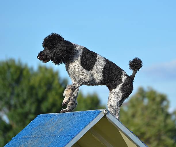 istock Spotted Standard Poodle at Dog Agility Trial 507428014
