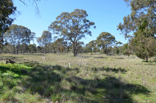 An open grassy woodland in South Australia.