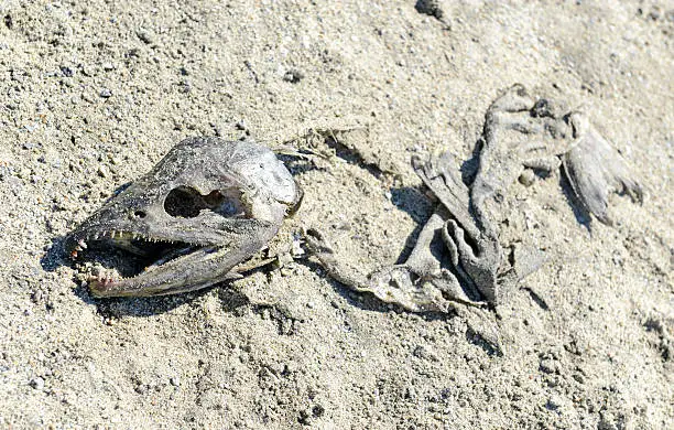 Carcass on sand illustrates the circle of life for Pacific Salmon