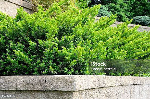 Tiered Retaining Wall With Yew Shrubs Stock Photo - Download Image Now - Taunton - Somerset, Yew Tree, Architecture