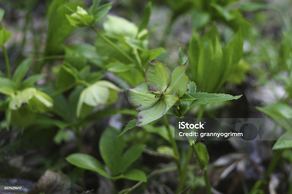 Flower of Helleborus closeup Beauty Stock Photo