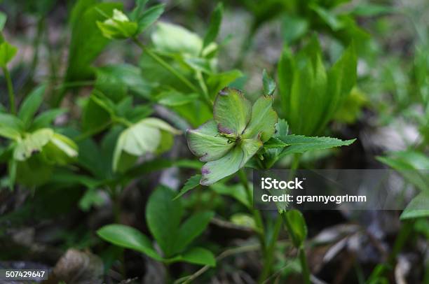 Flower Of Helleborus Closeup Stock Photo - Download Image Now - Beauty, Beauty In Nature, Blossom