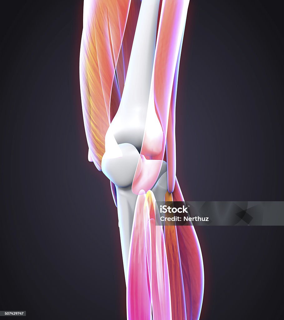 Ludzkie kolano Anatomia - Zbiór zdjęć royalty-free (Anatomia człowieka)