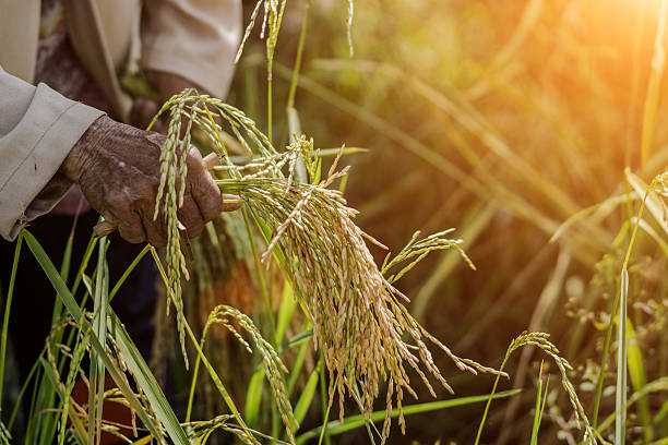istock Farmers are harvesting rice 507430227