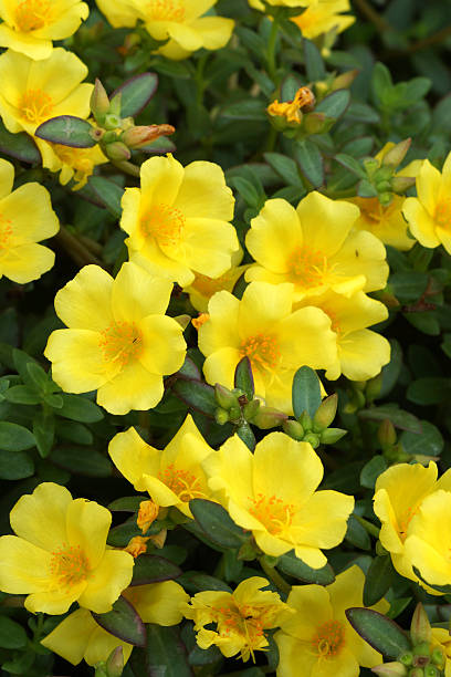 istock Portulaca flowers at the garden. 507431209