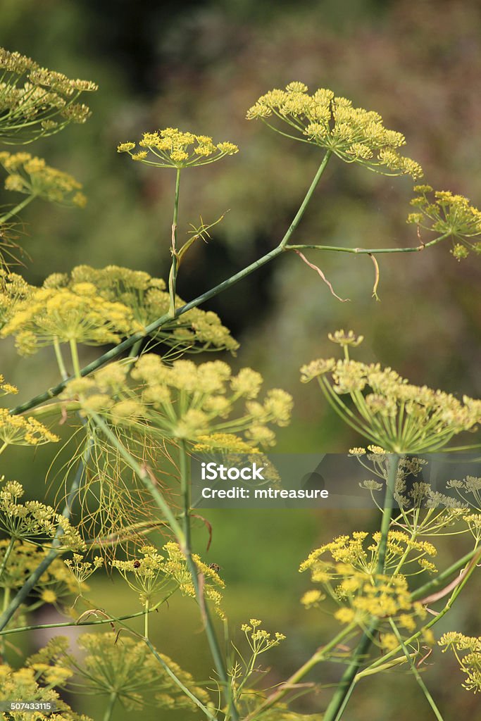 Image of fennel flowers / seeds, fennel seed head, herb garden Photo showing some yellow fennel flowers and seeds, with these large seed heads ripening in the sunshine.  This fennel plant is growing in a small herb garden and is pictured in the early summer. Beauty In Nature Stock Photo