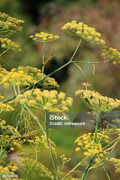 Image Of Fennel Flowers Seeds Fennel Seed Head Herb Garden Stock Photo - Download Image Now