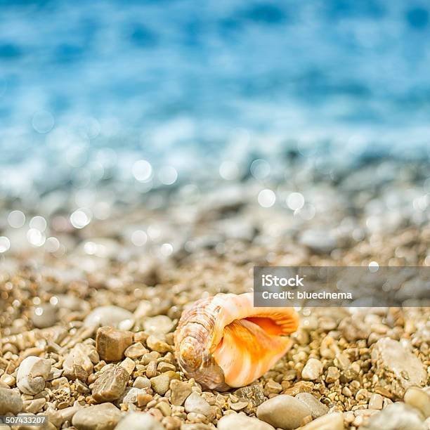 Conch En La Playa Foto de stock y más banco de imágenes de Agua - Agua, Aire libre, Aislado