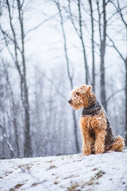 Airedale terrier dog sitting under snowfall dog sitting on the snow airedale terrier stock pictures, royalty-free photos & images