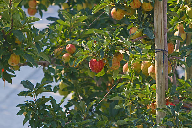 apple orchard - spartan apple photos et images de collection