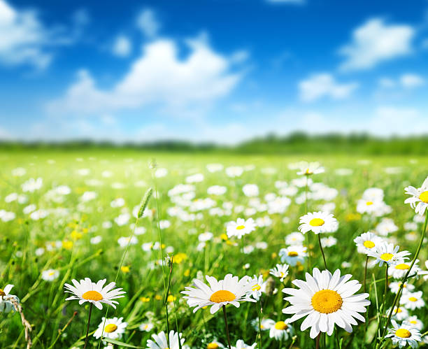 istock field of daisy flowers 507434057