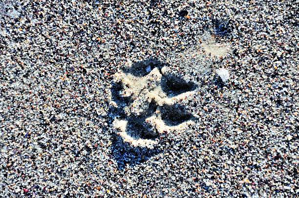 łapa trace - dog paw print beach footprint zdjęcia i obrazy z banku zdjęć