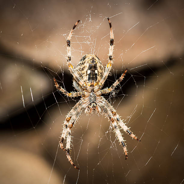 araignée araneus diadematus cross - cross spider photos et images de collection