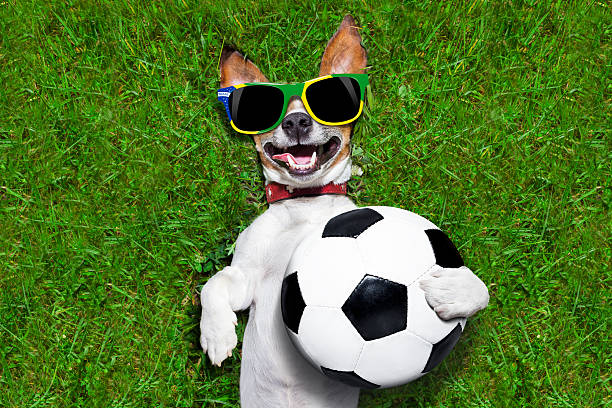 istock funny brazil  soccer dog 507434377