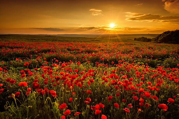 Poppies Poppy field at sunset poppy field stock pictures, royalty-free photos & images