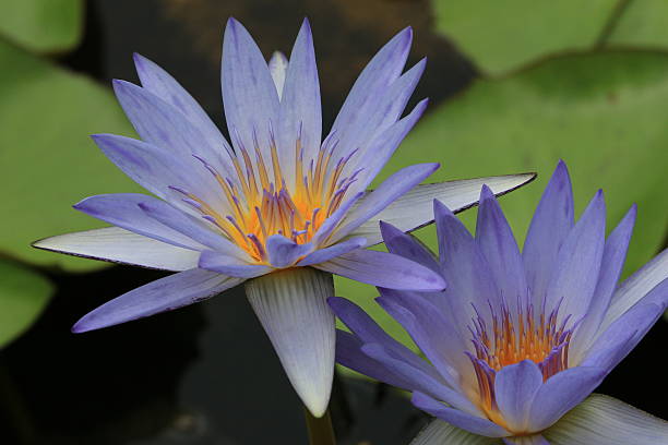 istock Water Lily flowers with raindrop 507434745