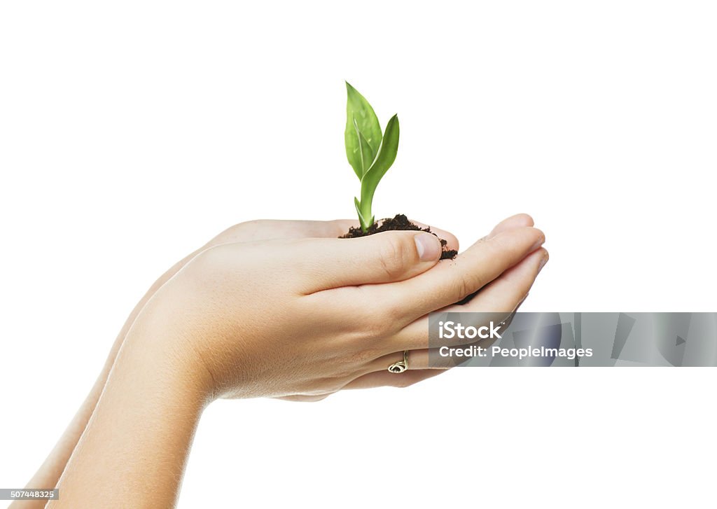 Protecting Mother Nature Closeup shot of cupped hand holding a small seedling Hands Cupped Stock Photo