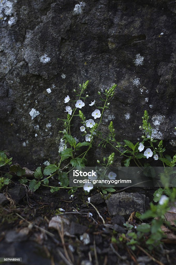 Flores de Veronica chamaedrys perto de pedra - Foto de stock de Ajardinado royalty-free