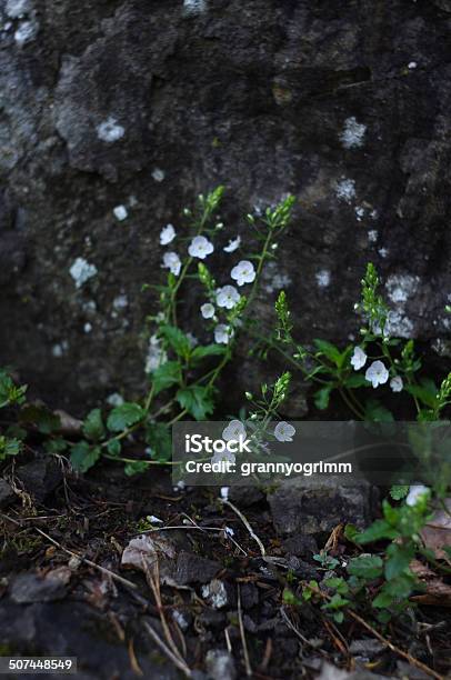 Blumen An Veronica Chamaedrys Nahe Stone Stockfoto und mehr Bilder von Baumblüte - Baumblüte, Bett, Bildschärfe