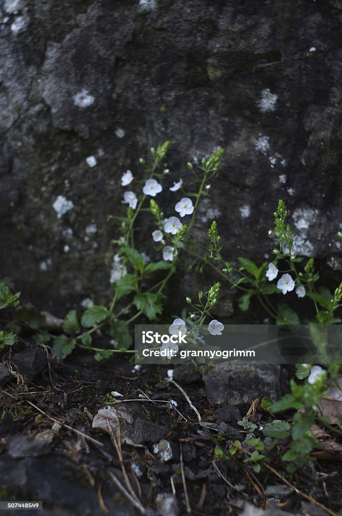 Flores de Veronica chamaedrys perto de pedra - Foto de stock de Ajardinado royalty-free