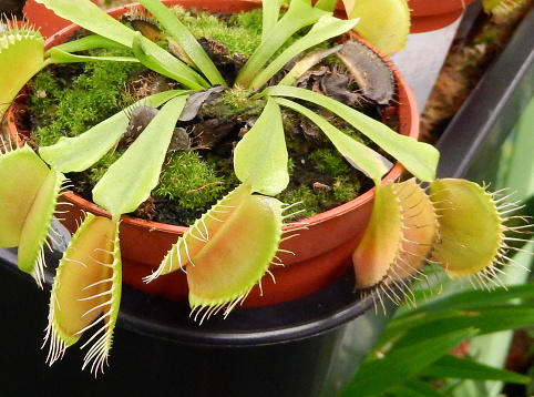 Photo showing the leaves of a Venus fly trap house plant / pot plant, growing in a small plastic flowerpot.  The Latin name for this popular carnivorous plant is: Dionaea muscipula.