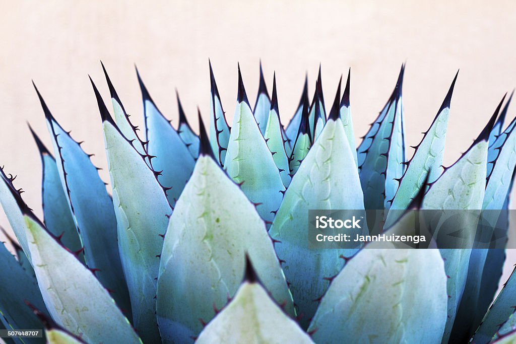 En commun: Sharp feuilles d'une plante bleue d'Agave - Photo de Agave bleu libre de droits
