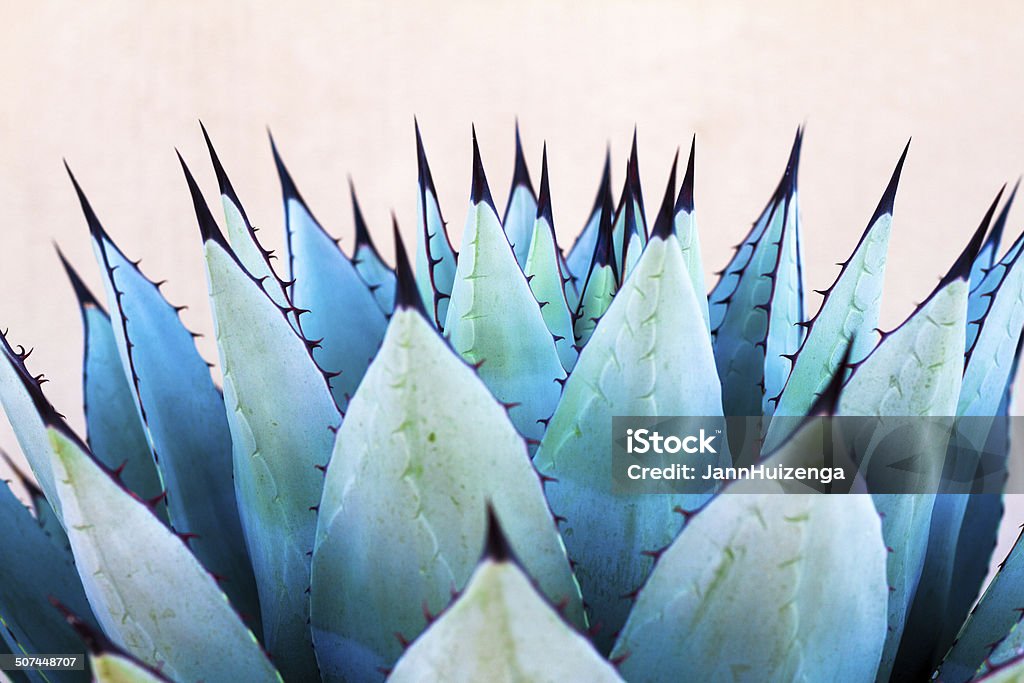 In parallelo: Sharp foglie di una pianta di Agave blu - Foto stock royalty-free di Agave blu