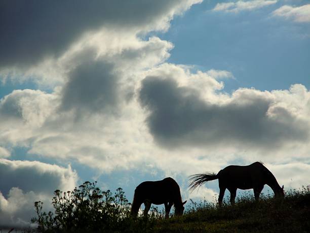 istock Two Horses in the early afternoon 507449083