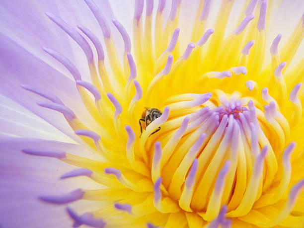 istock The beautiful Blooming lotus flower 507449099