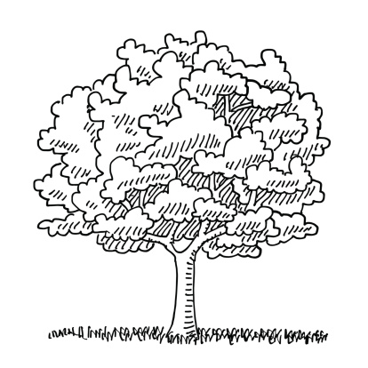 Hand-drawn vector drawing of a Single Tree in the Summer, Nature Symbol. Digital Drawing on a Boogie Board Sync. Black-and-White sketch on a transparent background (.eps-file). Included files are EPS (v10) and Hi-Res JPG.