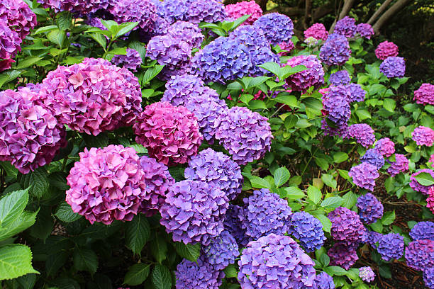 Photo showing a mass of pink, blue, lilac and purple flowers growing on large mophead hydrangea bushes (Hydrangea macrophylla) next to the garden lawn.  Thse lacecap hydrangeas are enjoying a shady part of the garden, beneath some large trees that cast shade, and are pictured flowering in the middle of the summer.